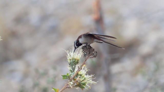 kolibřík výšinový (ssp. albolimbata) - ML374831421
