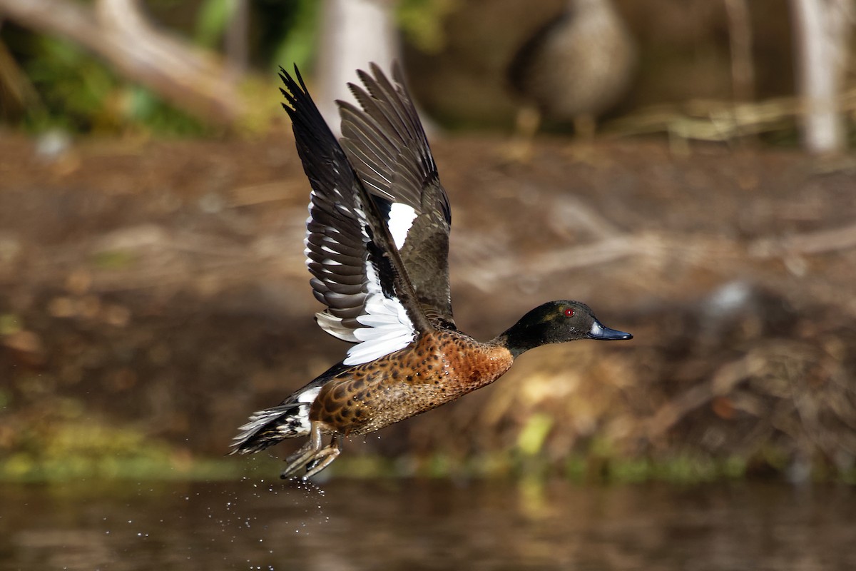 Chestnut Teal - Anonymous