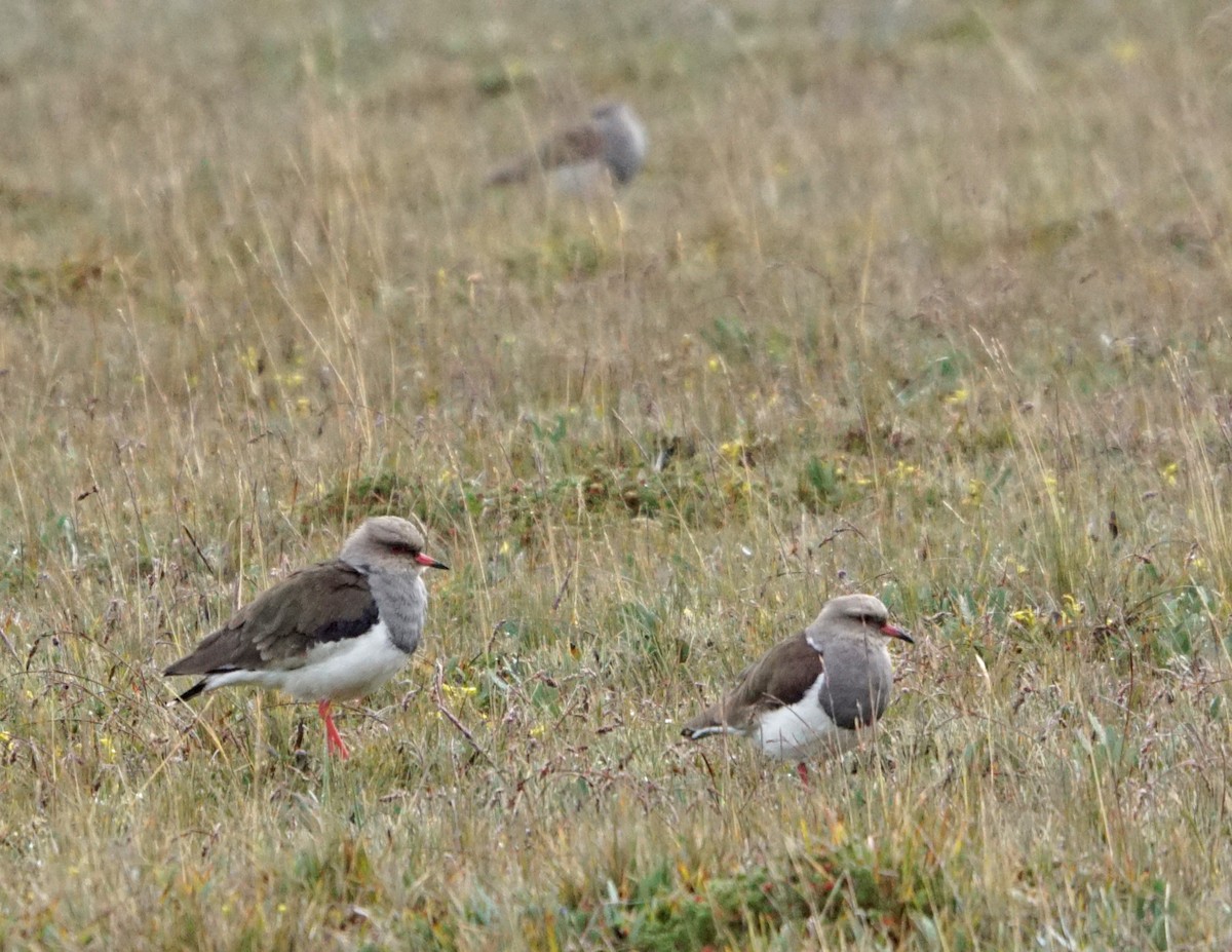Andean Lapwing - ML37483651