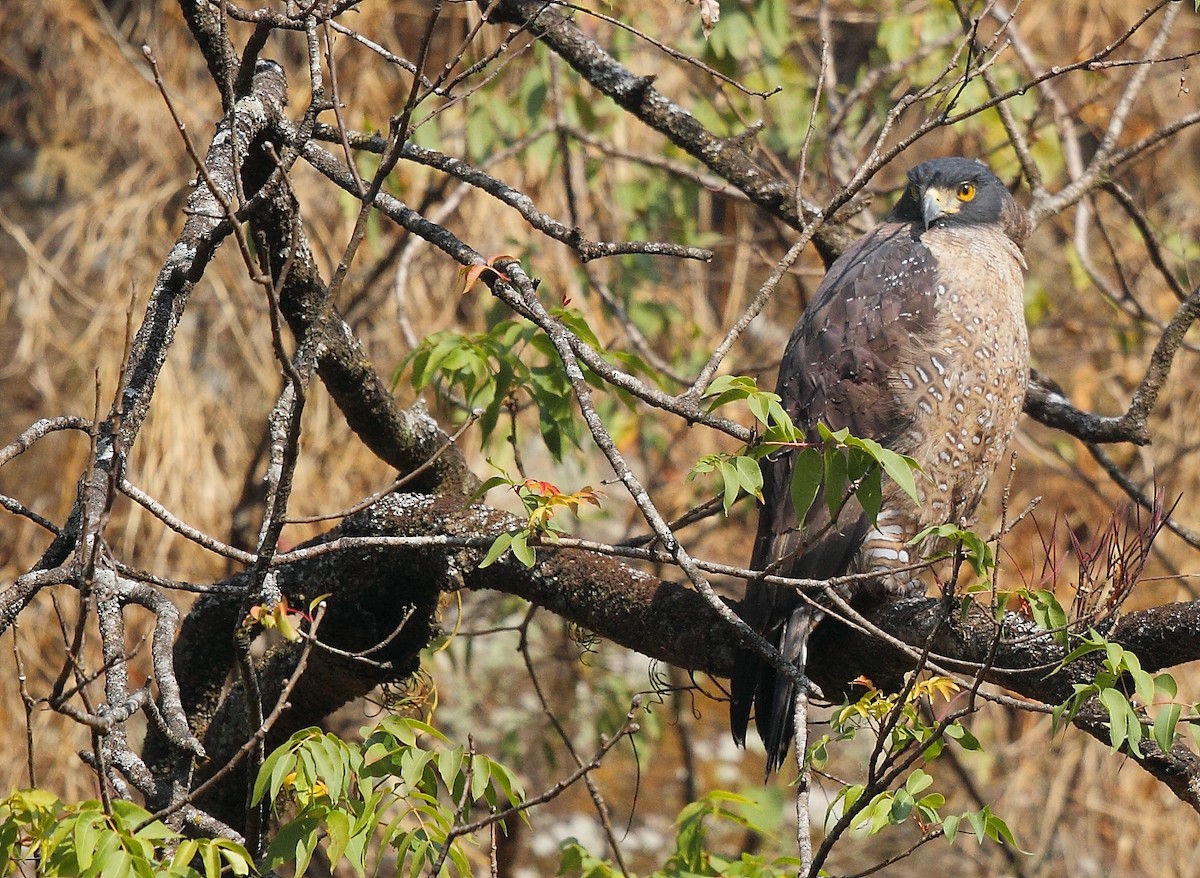 Crested Serpent-Eagle - ML374841011
