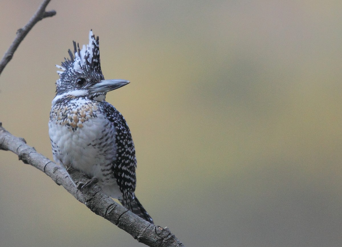 Crested Kingfisher - ML374841181