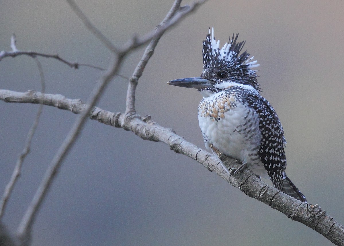 Crested Kingfisher - ML374841191