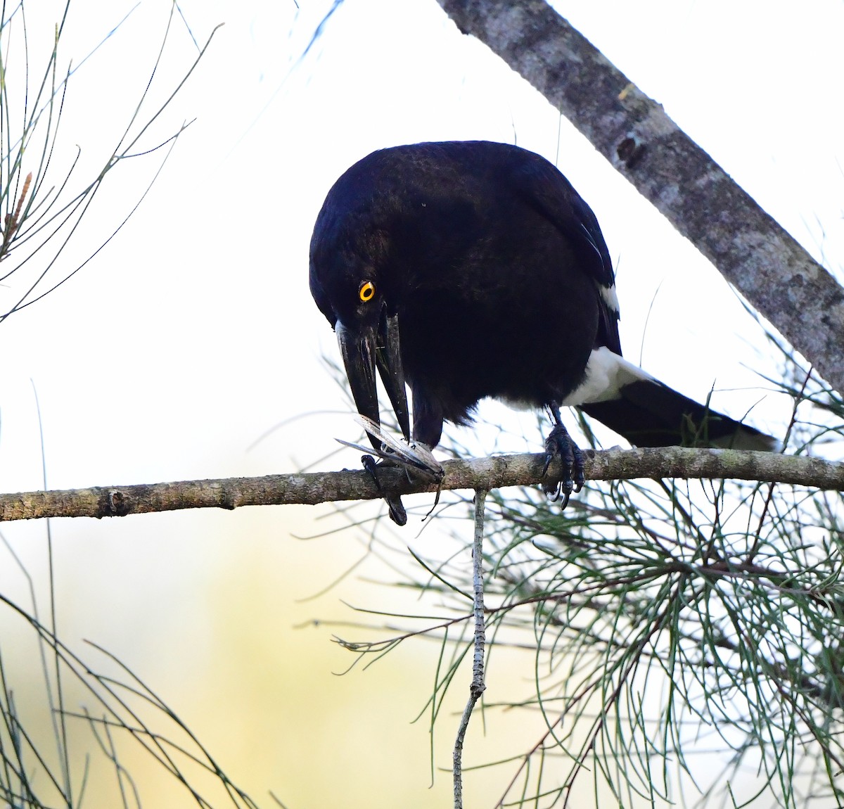 Pied Currawong - ML374843181