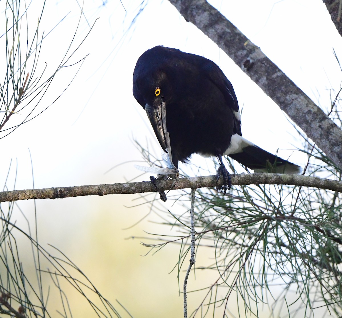 Pied Currawong - ML374843211
