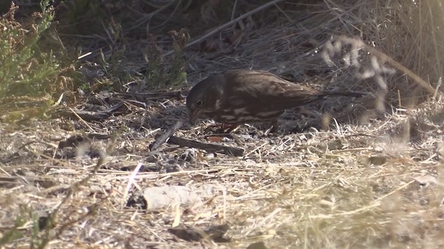 Fox Sparrow (Sooty) - ML374845311