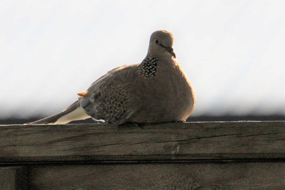 Spotted Dove - ML374847491