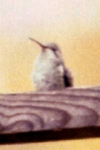 Broad-billed Hummingbird - Larry Neily