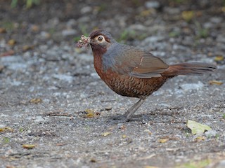  - Chestnut-throated Huet-huet