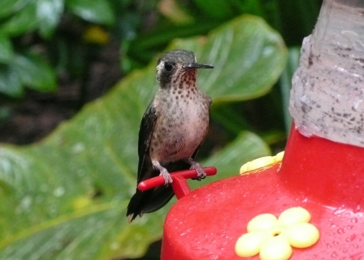 Speckled Hummingbird - ML37485211