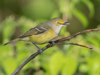 White-eyed Vireo - Vireo griseus - Birds of the World