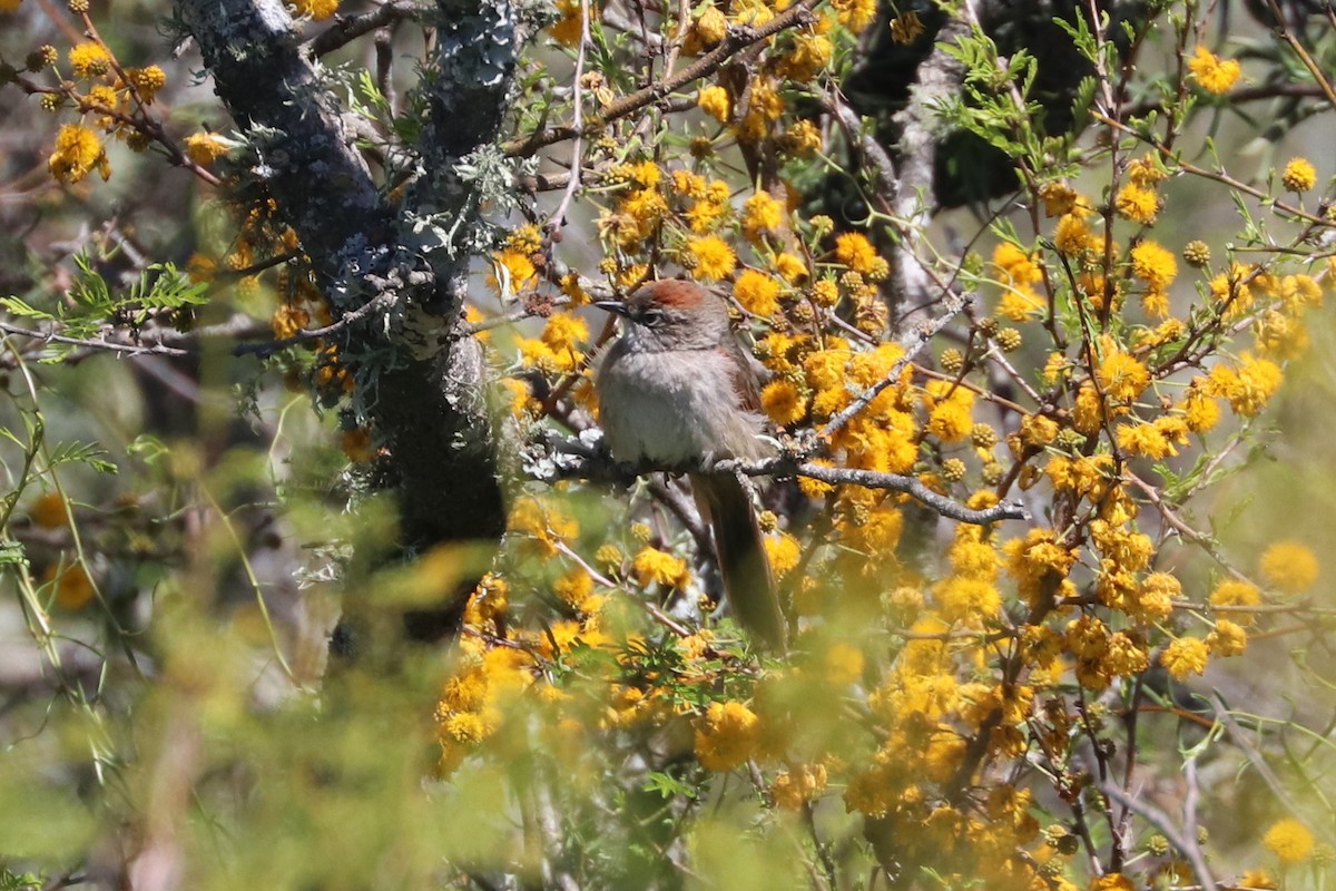 Pale-breasted Spinetail - Darío Jung