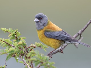  - Patagonian Sierra Finch