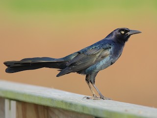  - Great-tailed Grackle