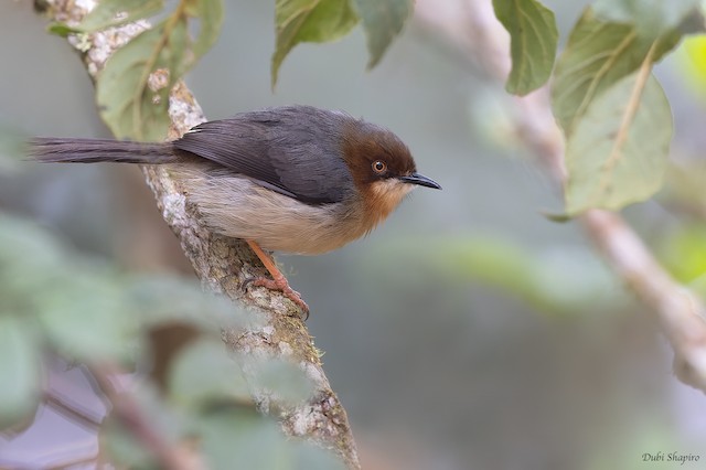 Possible confusion species: Chapin's Apalis. - Chapin's Apalis - 