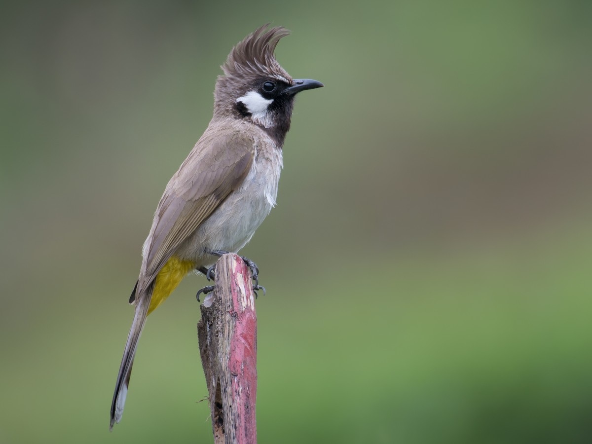 Himalayan Bulbul - Pycnonotus leucogenys - Birds of the World