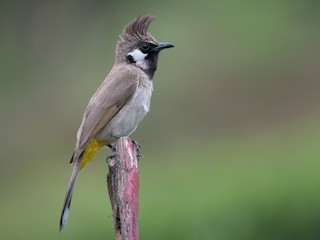  - Himalayan Bulbul