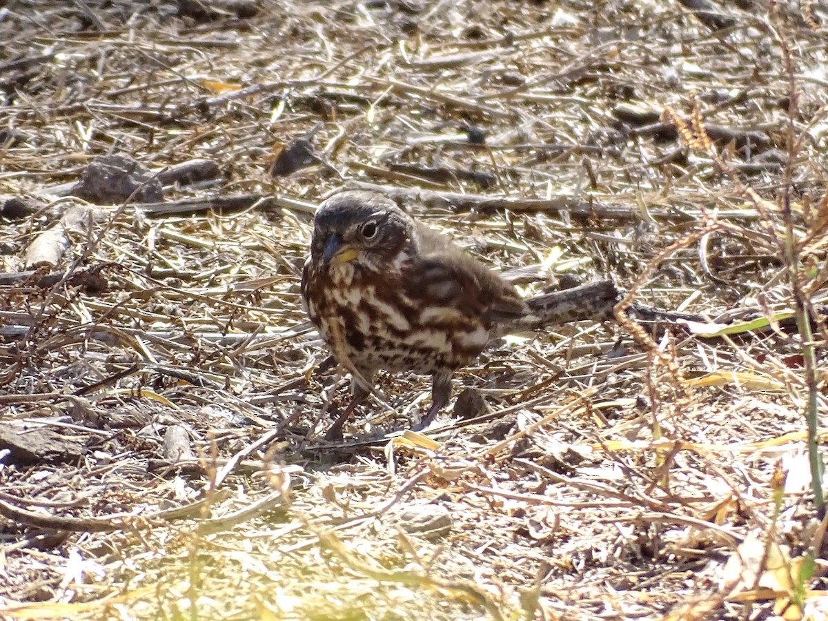 Fox Sparrow (Sooty) - ML374857741