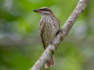  - Streaked Flycatcher