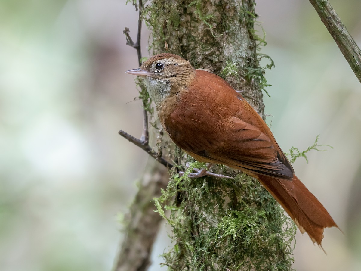 Ruddy Treerunner - Margarornis rubiginosus - Birds of the World