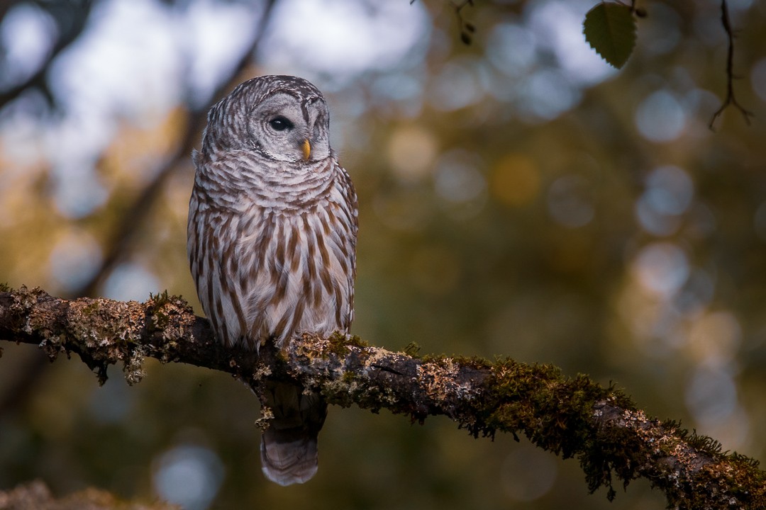 Barred Owl - Rain Saulnier