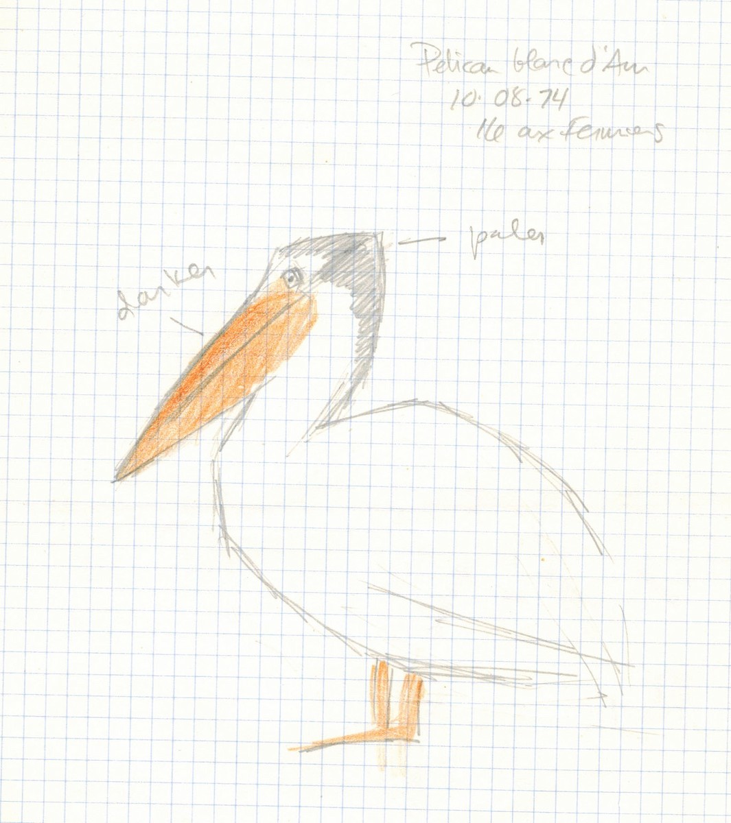 American White Pelican - Michel Gosselin (MCN)