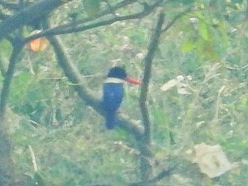 Black-capped Kingfisher - Chaiti Banerjee