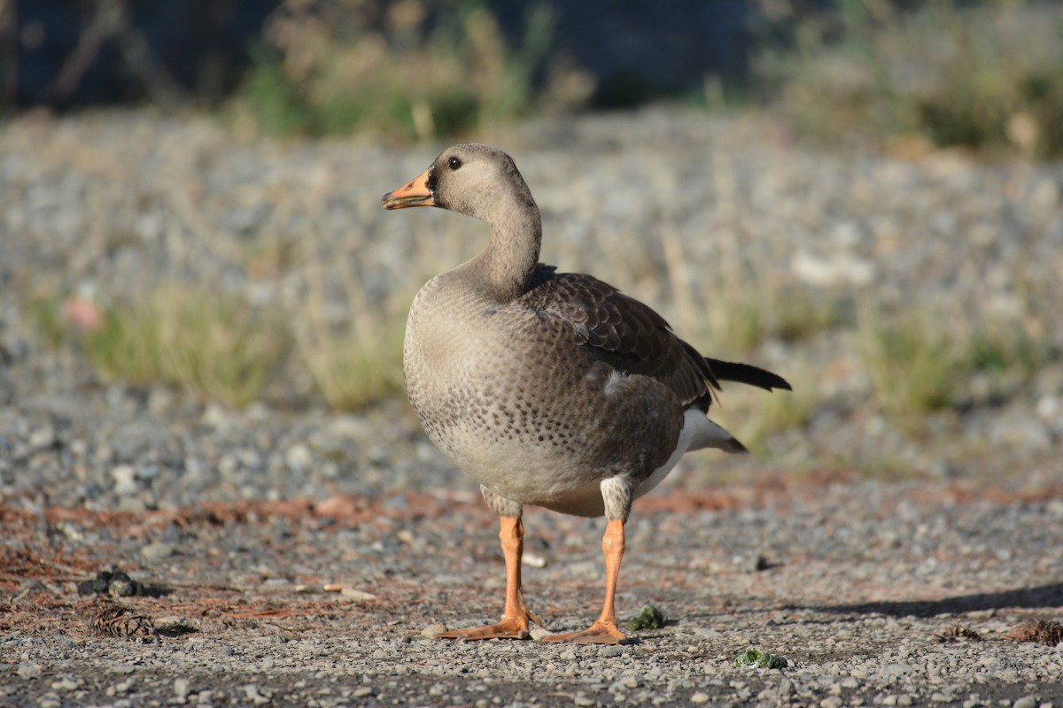 Greater White-fronted Goose - ML374872501