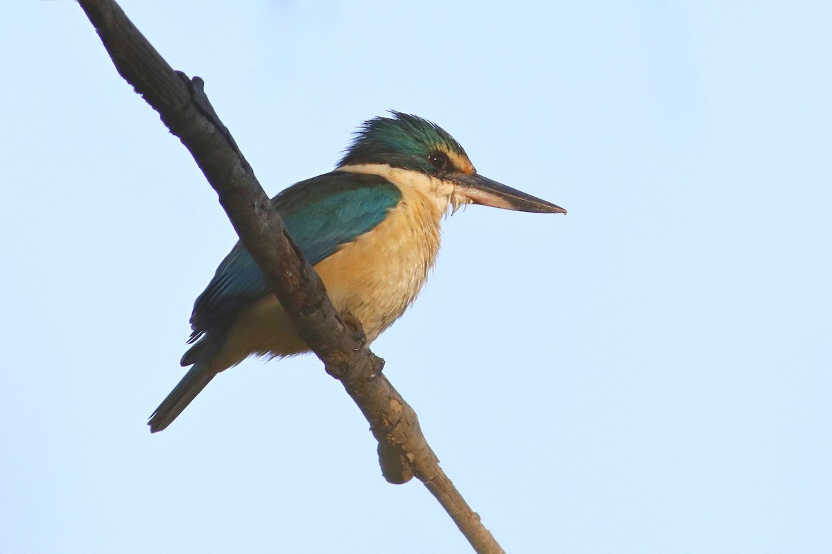 Sacred Kingfisher - Rufus Wareham