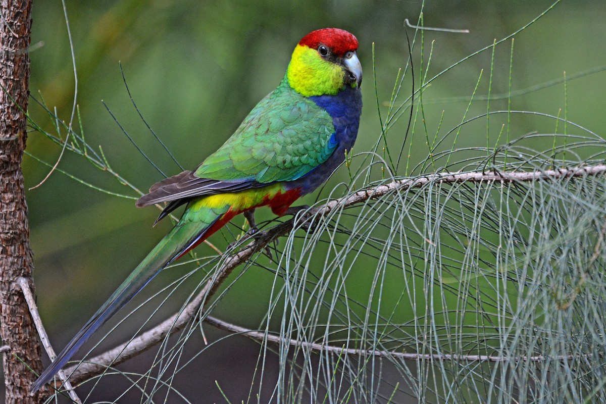 Red-capped Parrot - ML374887661