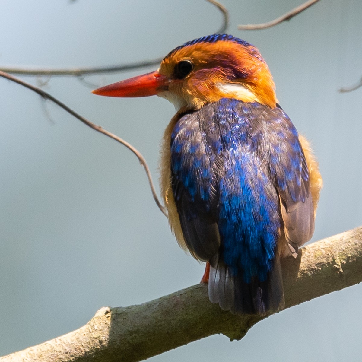 African Pygmy Kingfisher - ML374888801