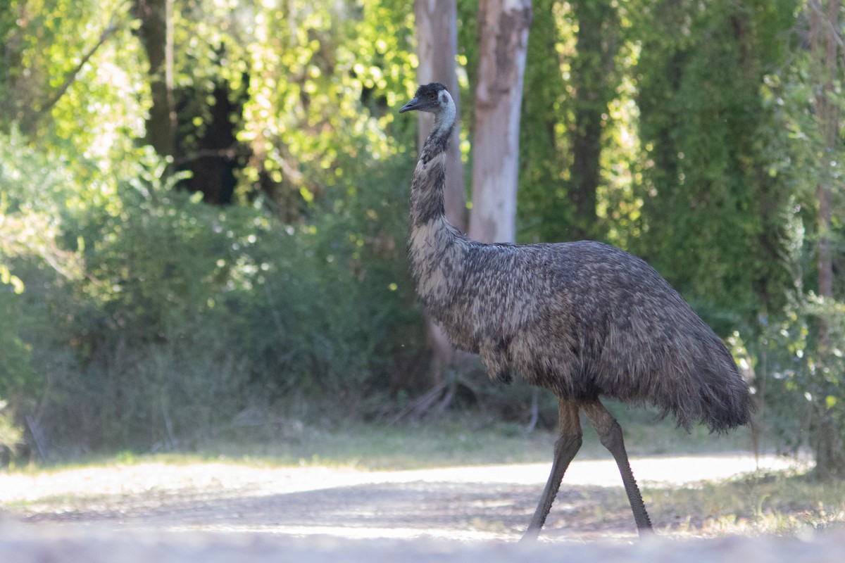 Emu - Ronan Mann-Betanzos