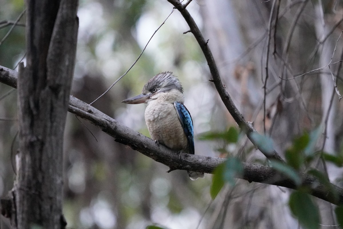 Blue-winged Kookaburra - Daniel Traub