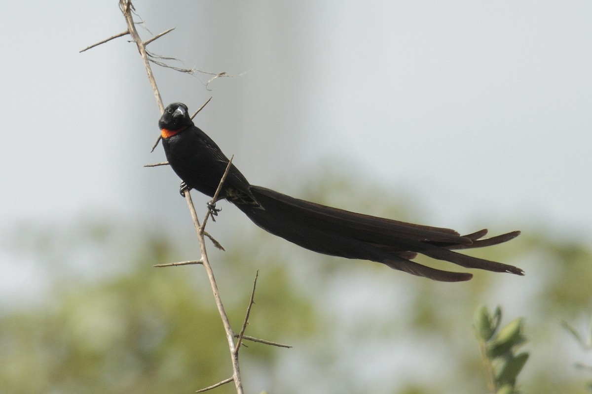 Red-collared Widowbird - Amit Bandekar