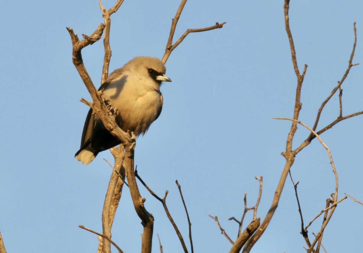 Black-faced Woodswallow - ML374909711