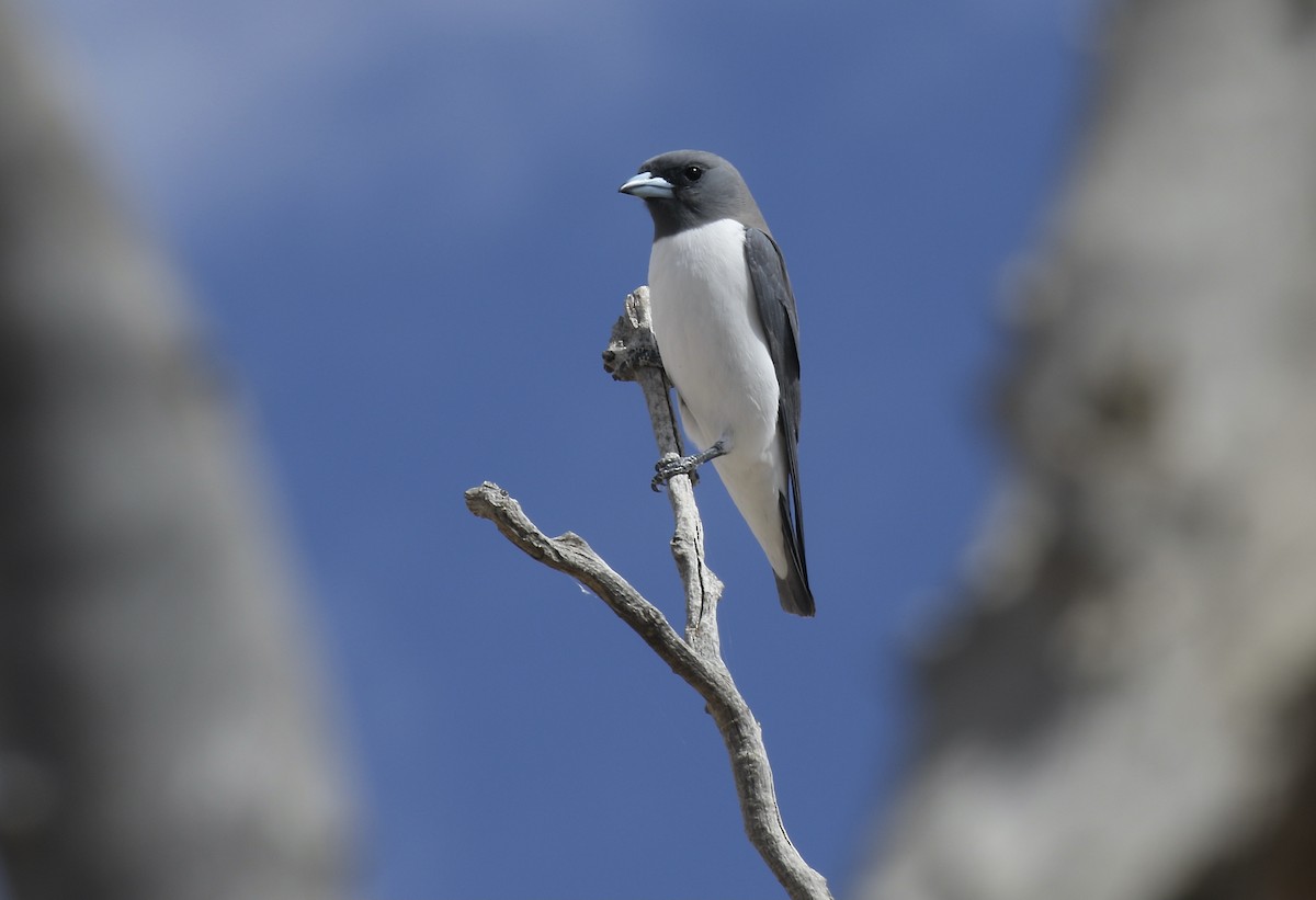 White-breasted Woodswallow - ML374909731