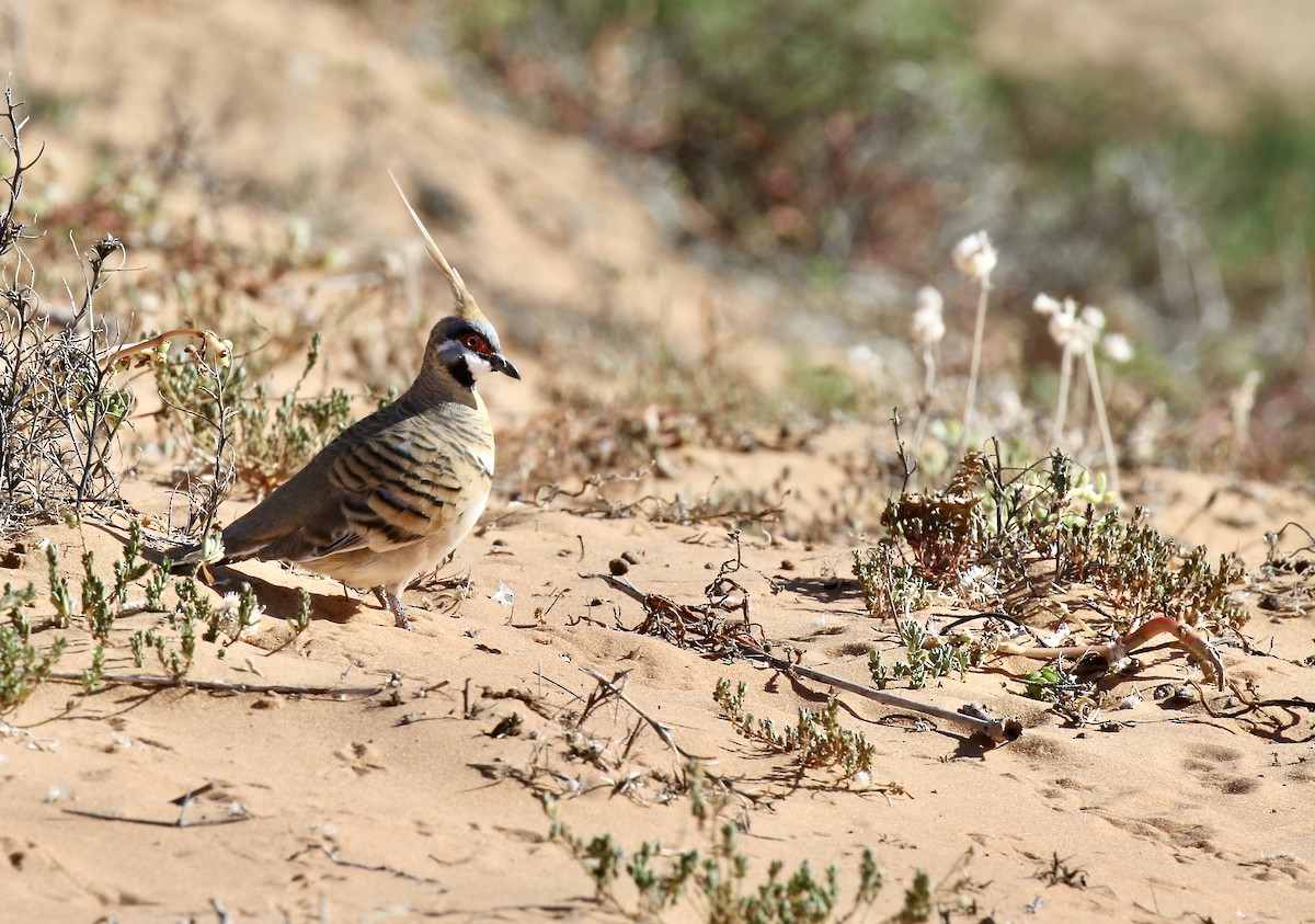 Spinifex Pigeon - ML374909801