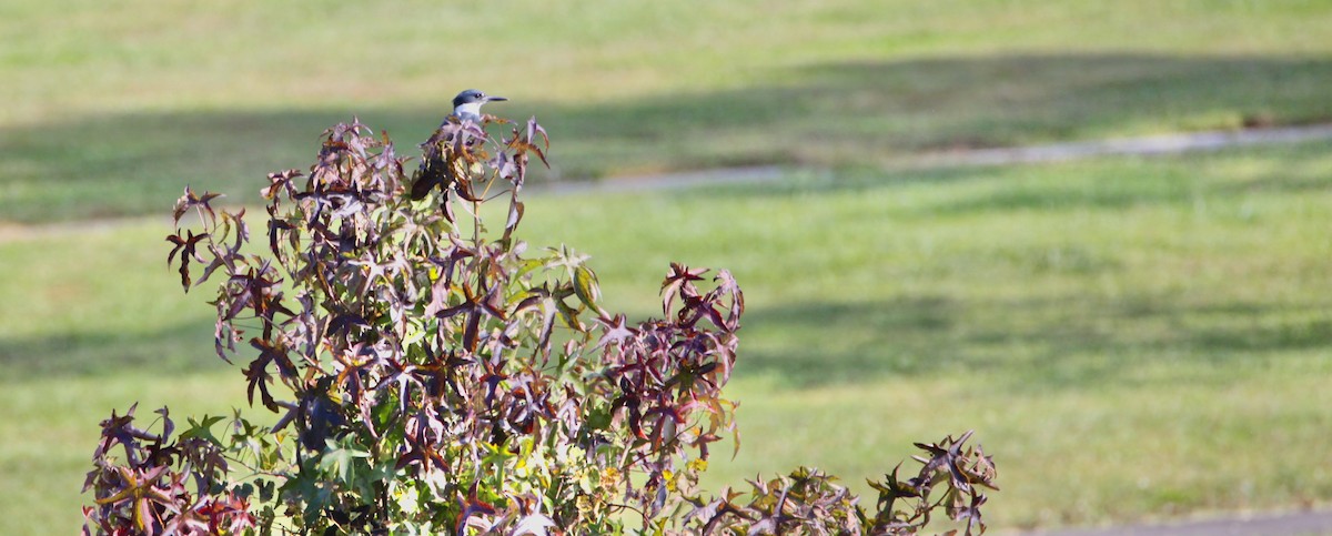 Belted Kingfisher - ML374910301