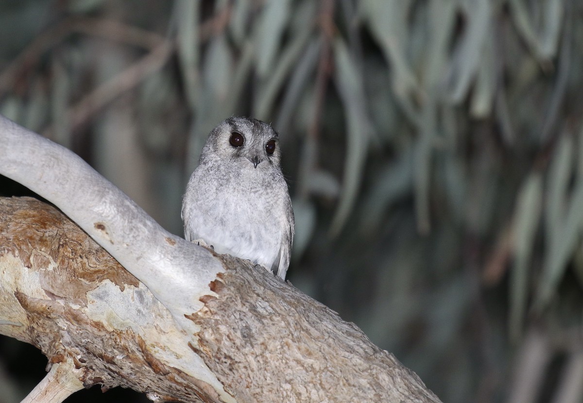 Australian Owlet-nightjar - ML374910751