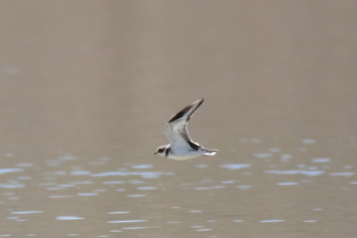 Common Ringed Plover - ML374913231