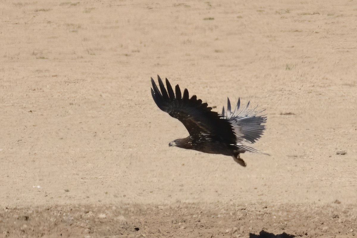 White-tailed Eagle - ML374913431