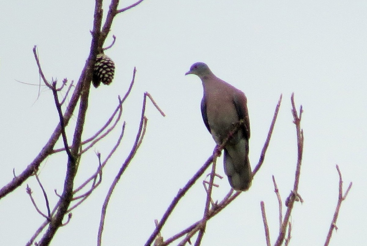 Pale-vented Pigeon - ML37491491