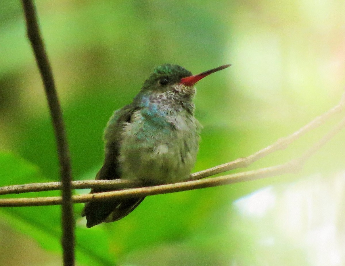 Blue-throated Goldentail - ML37491651