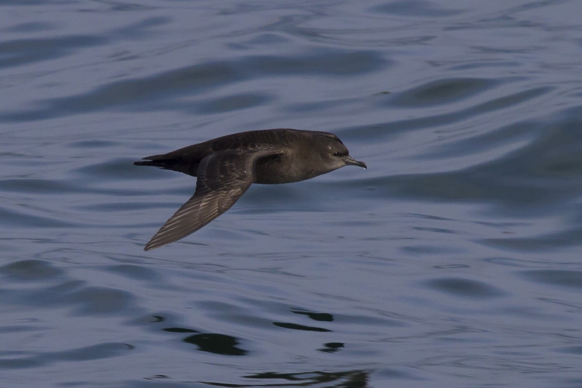 Short-tailed Shearwater - David Marques