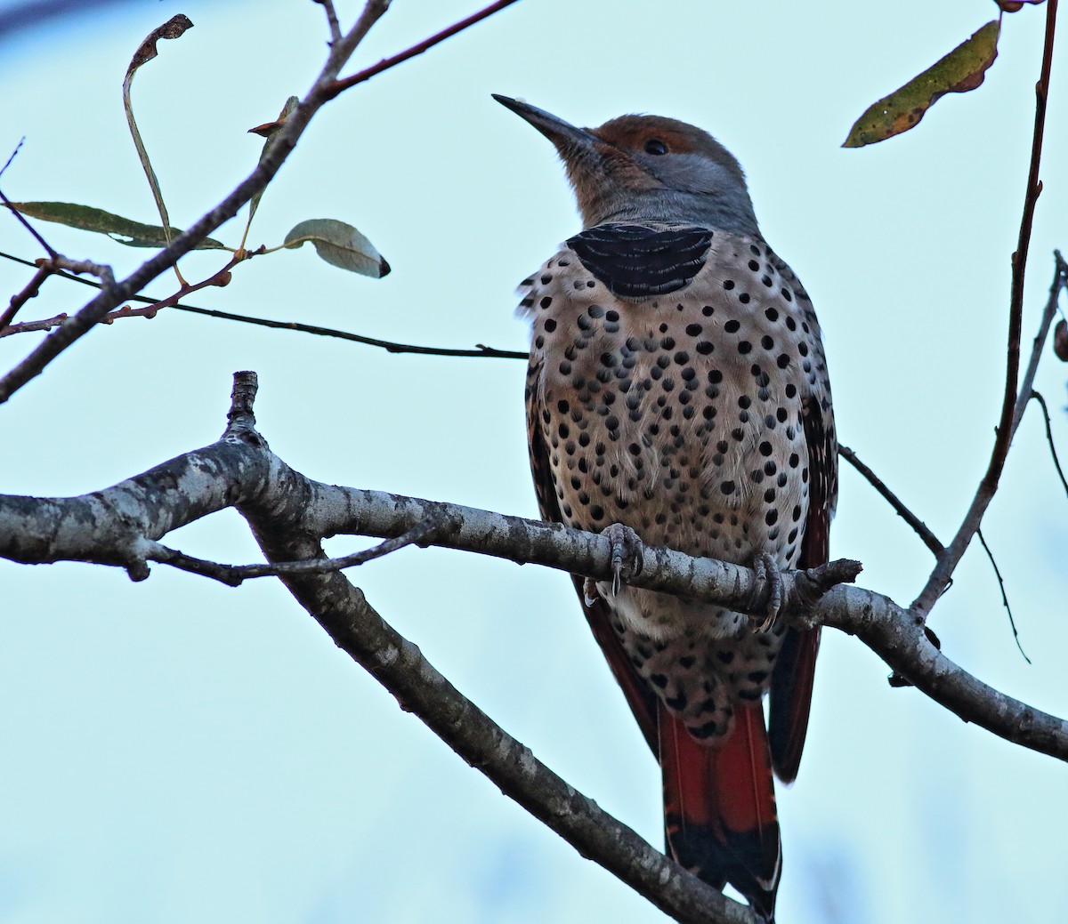 Northern Flicker (Red-shafted) - ML37492841