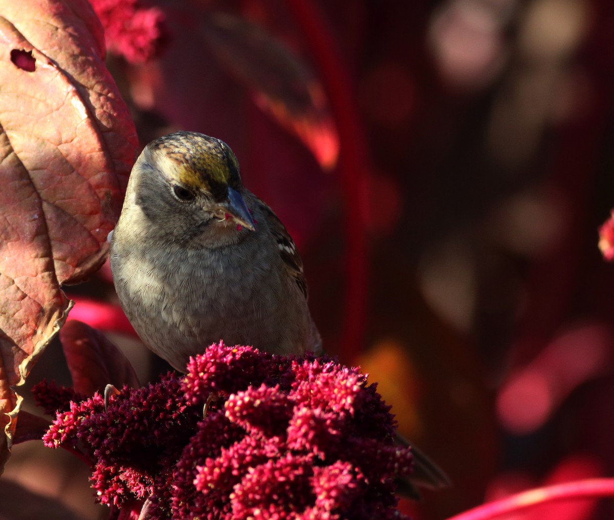 Golden-crowned Sparrow - ML37492851