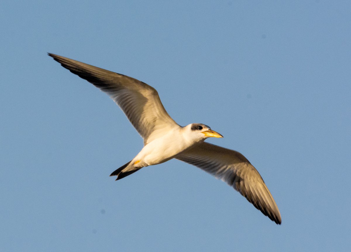 Large-billed Tern - Anderson  Sandro