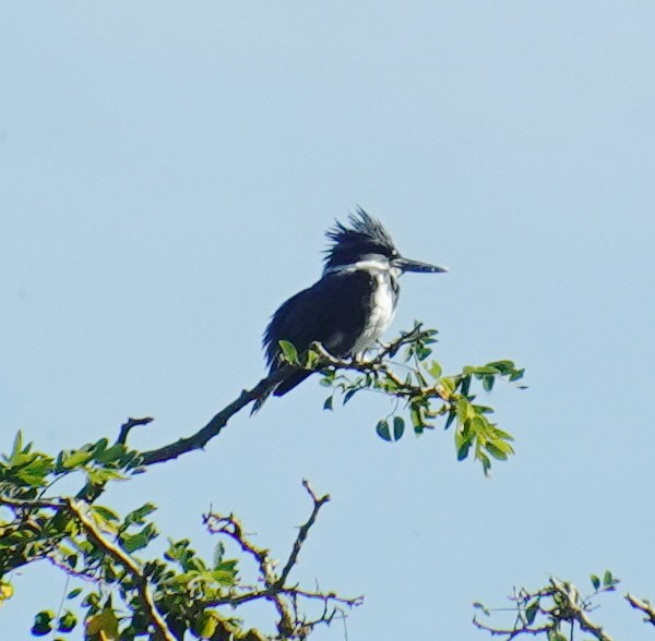 Belted Kingfisher - ML374936771