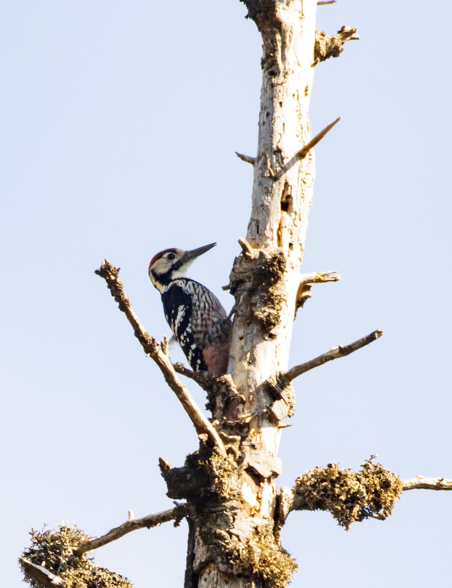 White-backed Woodpecker - ML374938041