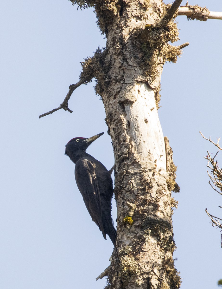 Black Woodpecker - Lefteris Stavrakas