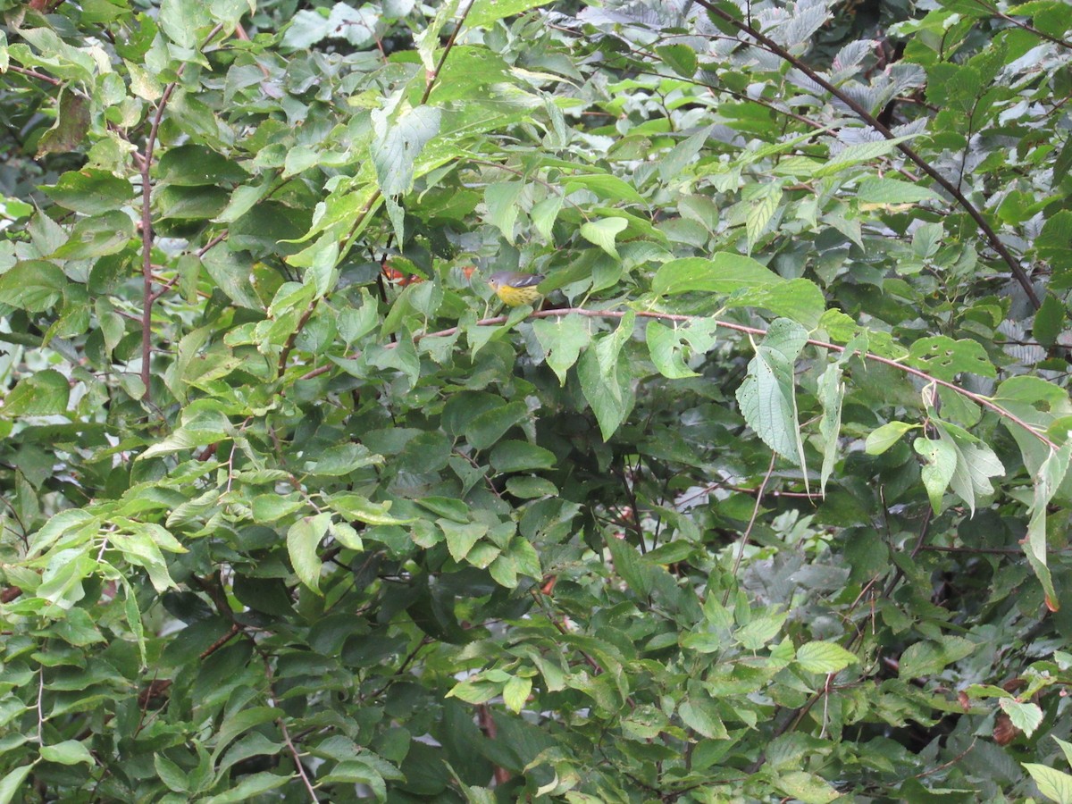 Magnolia Warbler - ML374940771